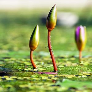 Preview wallpaper water lilies, plants, flowers