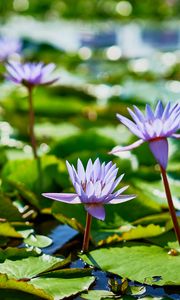 Preview wallpaper water lilies, plants, leaves, water, macro