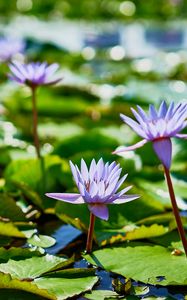 Preview wallpaper water lilies, plants, leaves, water, macro