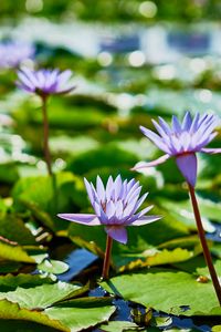 Preview wallpaper water lilies, plants, leaves, water, macro