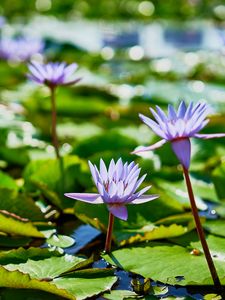 Preview wallpaper water lilies, plants, leaves, water, macro