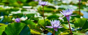 Preview wallpaper water lilies, plants, leaves, water, macro