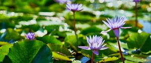 Preview wallpaper water lilies, plants, leaves, water, macro