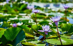 Preview wallpaper water lilies, plants, leaves, water, macro