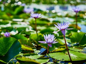 Preview wallpaper water lilies, plants, leaves, water, macro