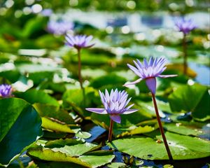 Preview wallpaper water lilies, plants, leaves, water, macro