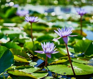 Preview wallpaper water lilies, plants, leaves, water, macro