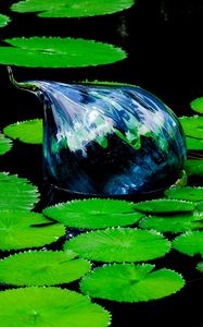 Preview wallpaper water lilies, pond, water, leaves