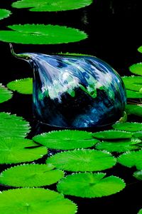 Preview wallpaper water lilies, pond, water, leaves