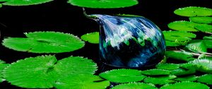 Preview wallpaper water lilies, pond, water, leaves