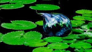 Preview wallpaper water lilies, pond, water, leaves