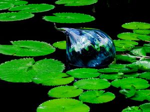 Preview wallpaper water lilies, pond, water, leaves