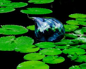 Preview wallpaper water lilies, pond, water, leaves