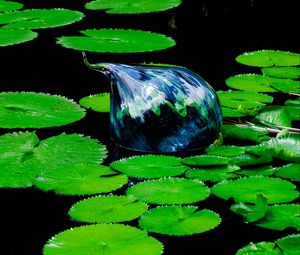 Preview wallpaper water lilies, pond, water, leaves
