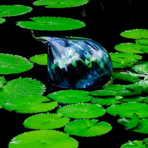 Preview wallpaper water lilies, pond, water, leaves