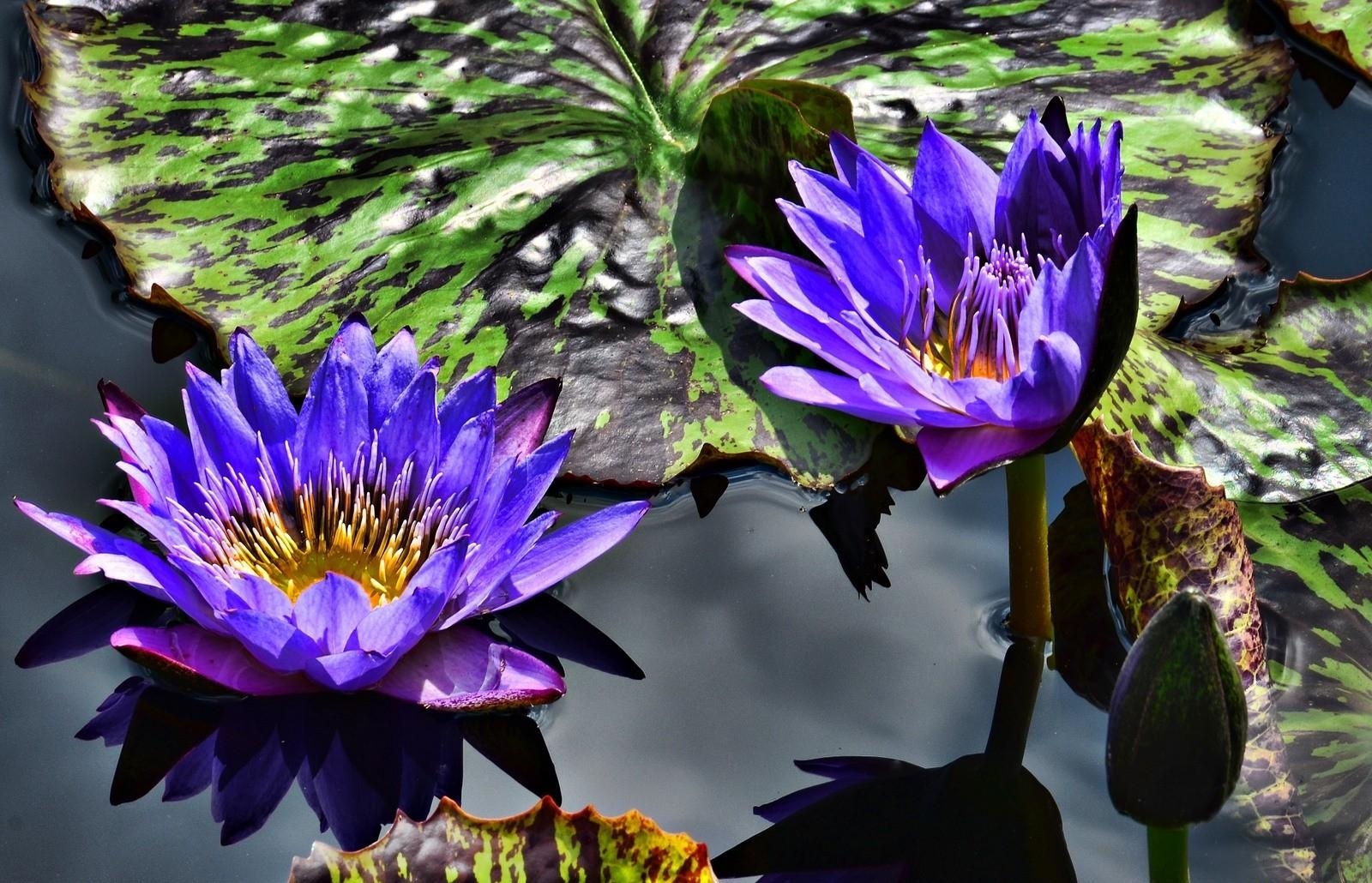 Download wallpaper 1600x1030 water lilies, purple, steam, water, leaves