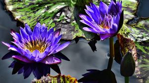 Preview wallpaper water lilies, purple, steam, water, leaves