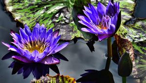 Preview wallpaper water lilies, purple, steam, water, leaves