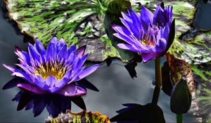 Preview wallpaper water lilies, purple, steam, water, leaves