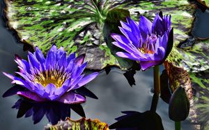 Preview wallpaper water lilies, purple, steam, water, leaves