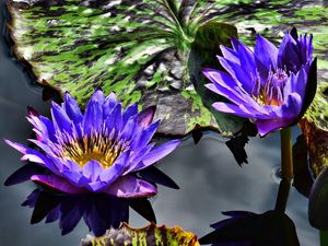 Preview wallpaper water lilies, purple, steam, water, leaves