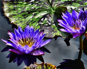 Preview wallpaper water lilies, purple, steam, water, leaves