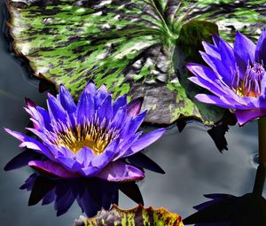 Preview wallpaper water lilies, purple, steam, water, leaves