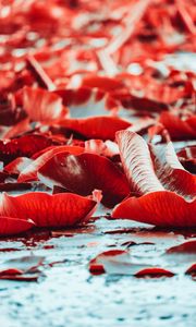 Preview wallpaper water lilies, red, leaves, plants, water