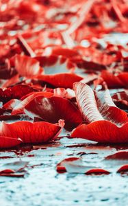 Preview wallpaper water lilies, red, leaves, plants, water