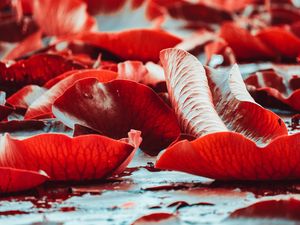 Preview wallpaper water lilies, red, leaves, plants, water