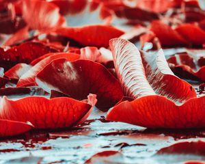 Preview wallpaper water lilies, red, leaves, plants, water