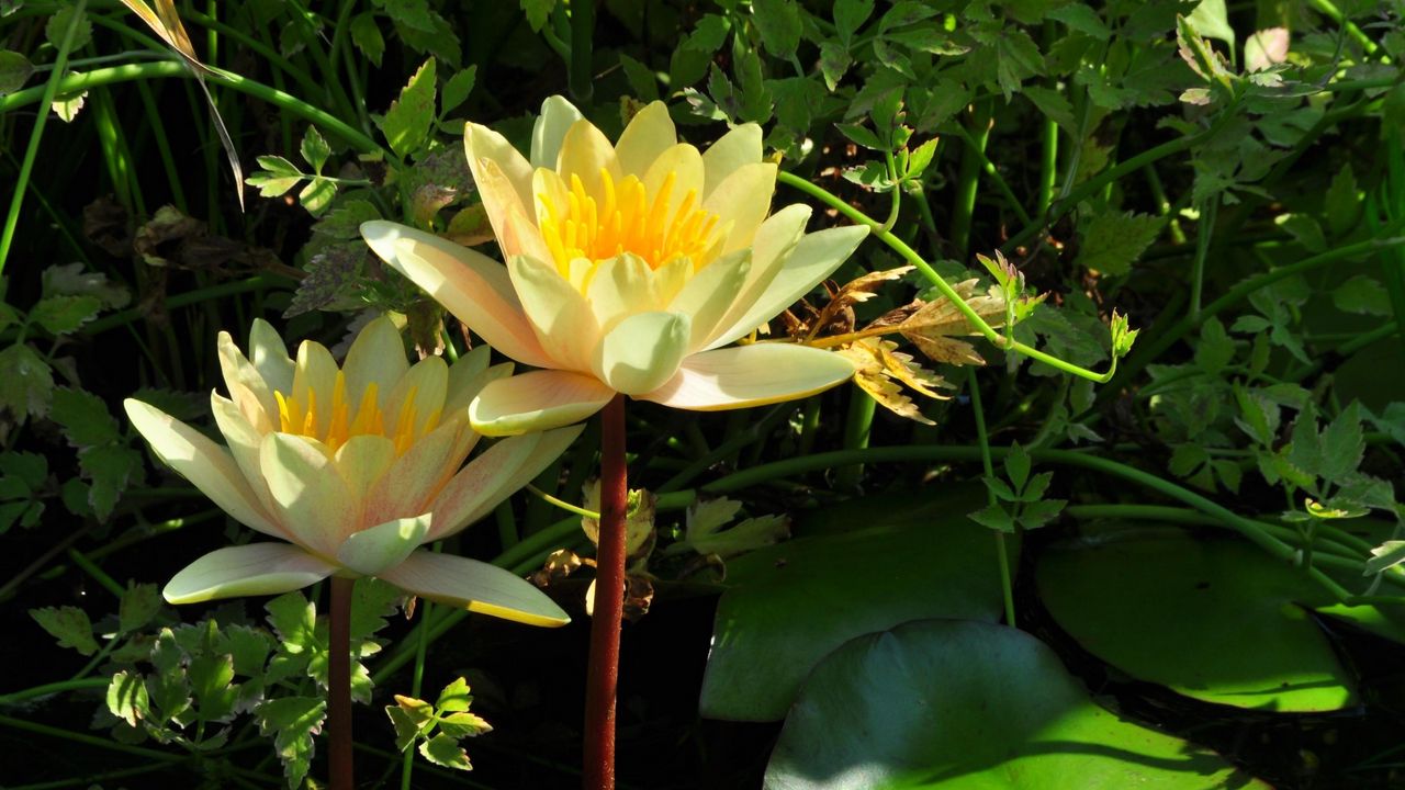 Wallpaper water lilies, steam, stems, leaves, water