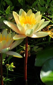 Preview wallpaper water lilies, steam, stems, leaves, water