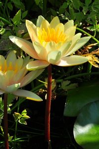 Preview wallpaper water lilies, steam, stems, leaves, water