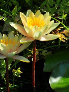 Preview wallpaper water lilies, steam, stems, leaves, water