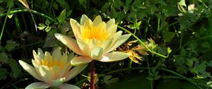 Preview wallpaper water lilies, steam, stems, leaves, water