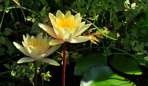 Preview wallpaper water lilies, steam, stems, leaves, water