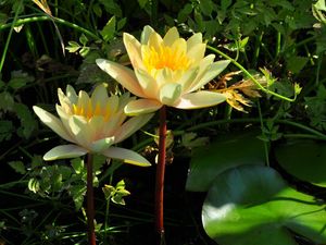 Preview wallpaper water lilies, steam, stems, leaves, water