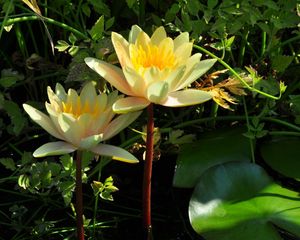 Preview wallpaper water lilies, steam, stems, leaves, water