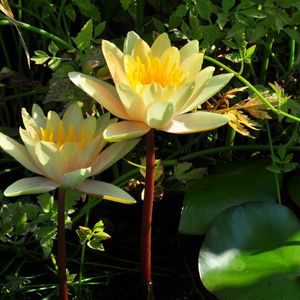 Preview wallpaper water lilies, steam, stems, leaves, water