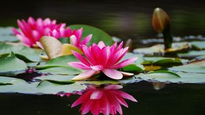 Preview wallpaper water lilies, steam, water, surface, close-up