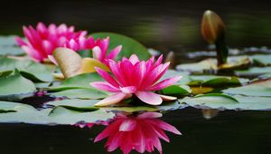 Preview wallpaper water lilies, steam, water, surface, close-up