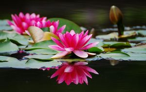 Preview wallpaper water lilies, steam, water, surface, close-up