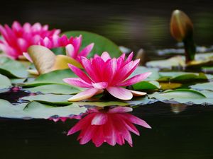 Preview wallpaper water lilies, steam, water, surface, close-up