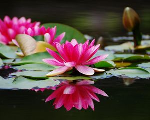 Preview wallpaper water lilies, steam, water, surface, close-up