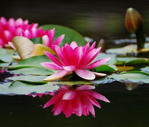 Preview wallpaper water lilies, steam, water, surface, close-up