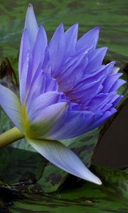 Preview wallpaper water lilies, steam, water, leaves