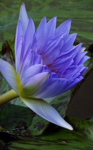 Preview wallpaper water lilies, steam, water, leaves