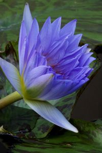 Preview wallpaper water lilies, steam, water, leaves