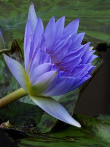 Preview wallpaper water lilies, steam, water, leaves